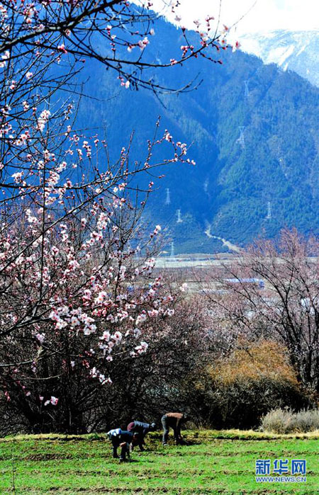Peach flower blossom as the spring comes in Nyingchi of Tibet